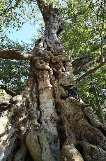 A close-up of the intricately intertwined roots at the base of the zelkova tree