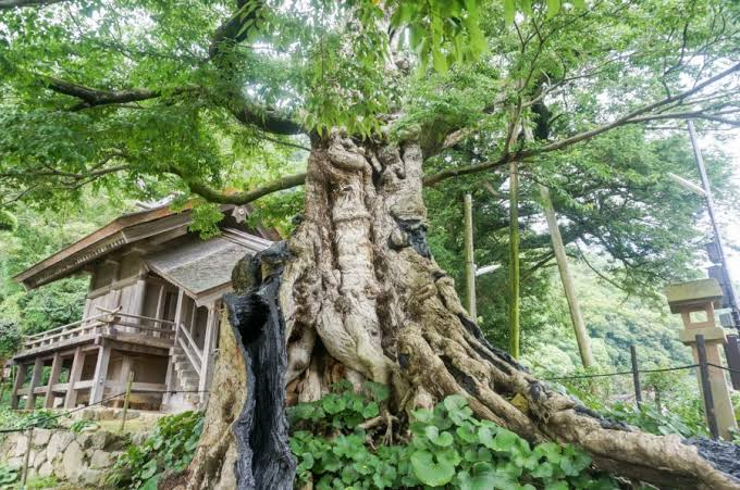 A great zelkova tree with a thick trunk towering beside Inochinushi-sha