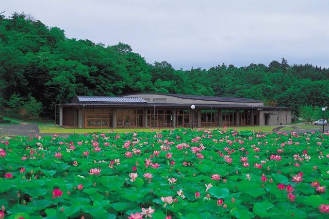 The Kojindani Museum building standing beyond a field of blooming lotus flowers